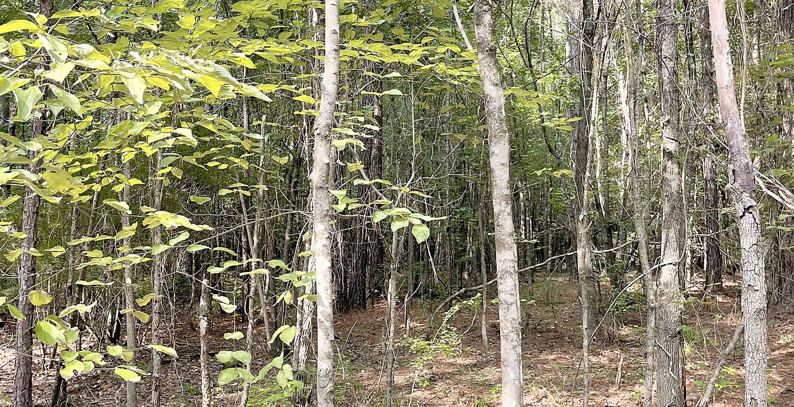 Before — untouched woods